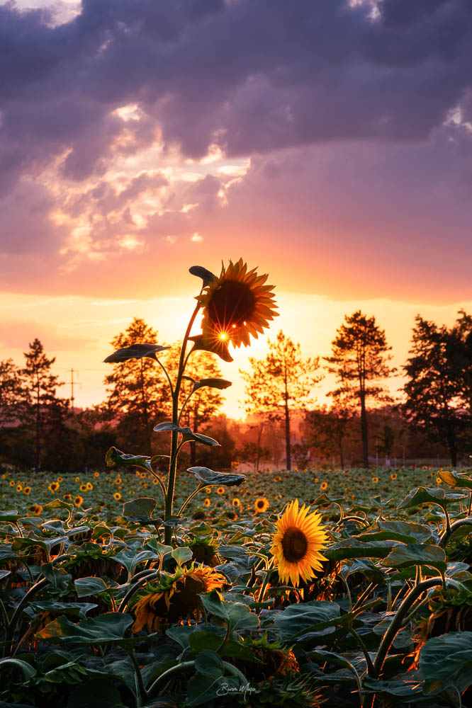 Sunflowers