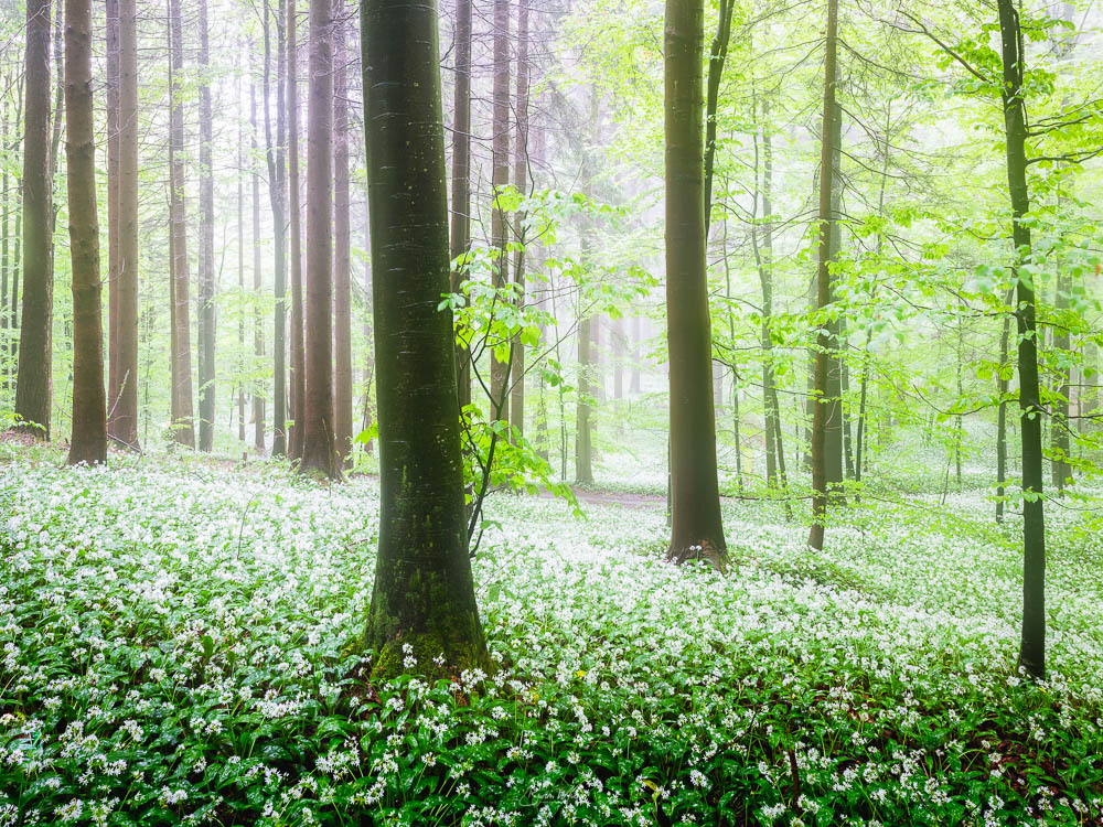 Wild garlic forest