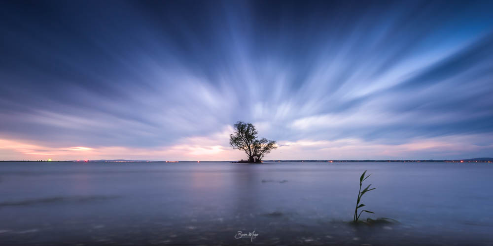 Lonely tree at the lake