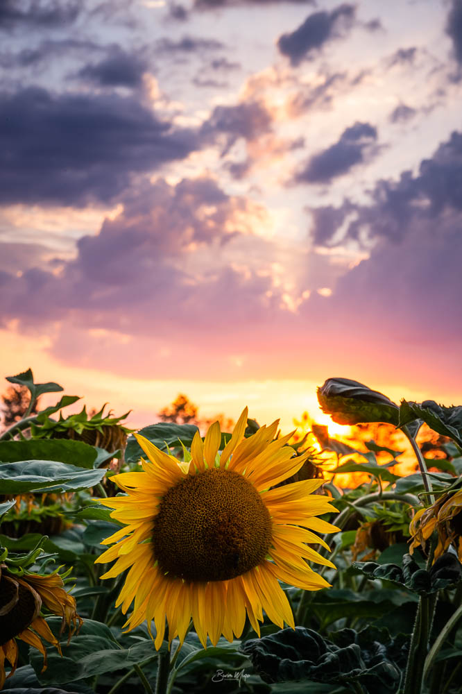 Sunflower