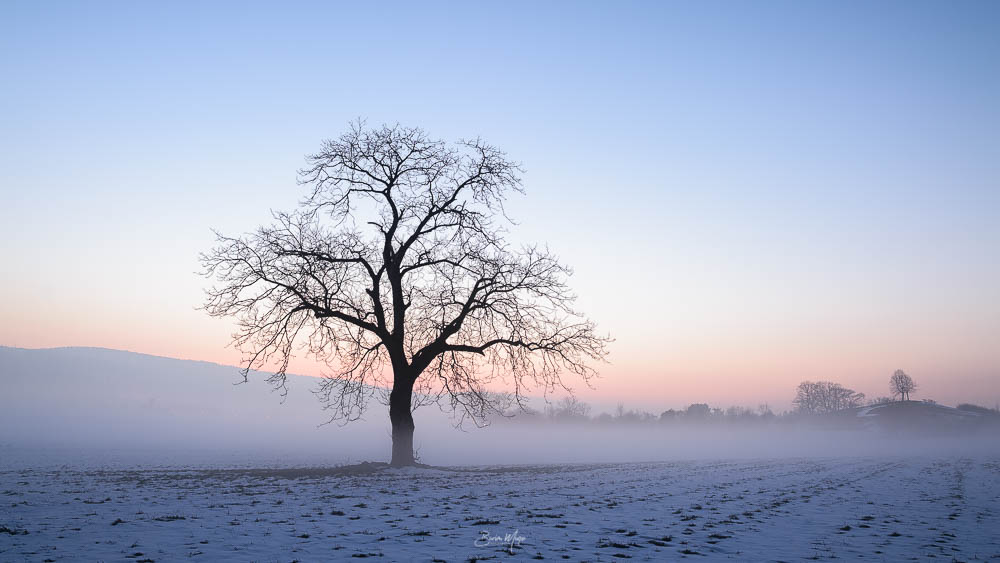 The foggy tree