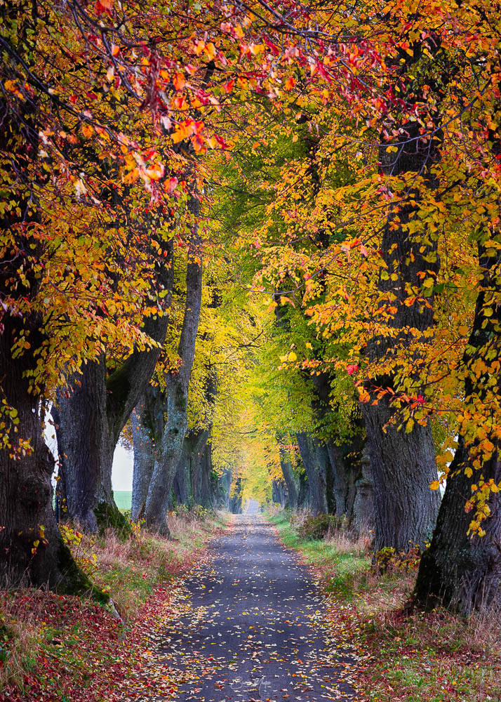 Autumn Avenue