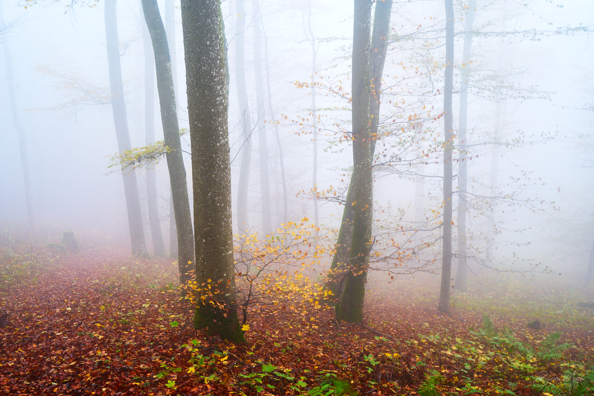 Autumn mood
