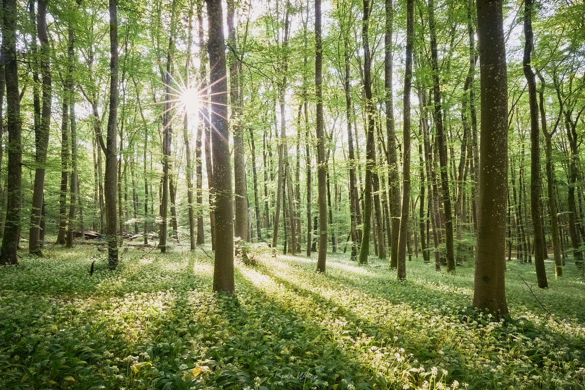 Wild garlic forest