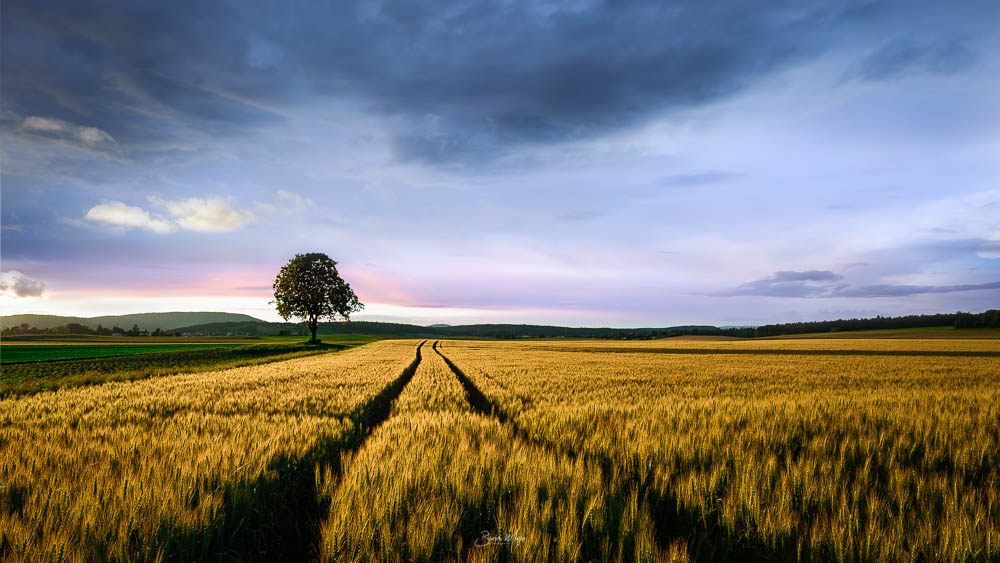 Grain fields at sunset